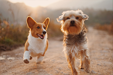 Dogs Friendly Party